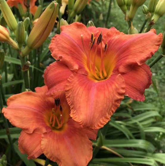 South Seas Daylily from Oakes Daylilies