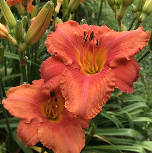 South Seas Daylily from Oakes Daylilies