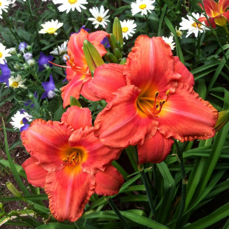 South Seas Daylily from Oakes Daylilies