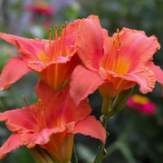 South Seas Daylily from Oakes Daylilies