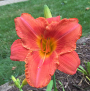 South Seas Daylily from Oakes Daylilies