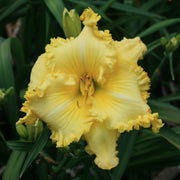 Spacecoast Irish Illumination Daylily from Oakes Daylilies