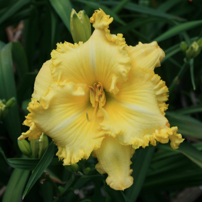 Spacecoast Irish Illumination Daylily from Oakes Daylilies