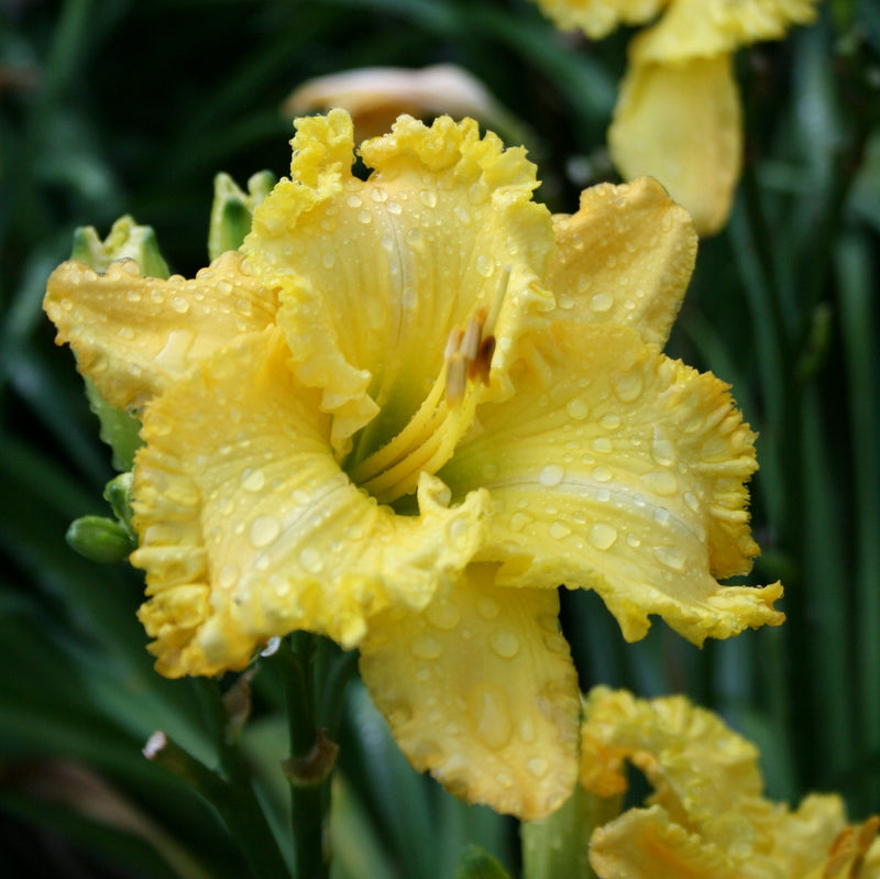 Spacecoast Irish Illumination Daylily from Oakes Daylilies