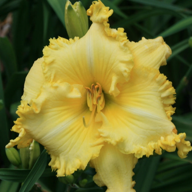 Spacecoast Irish Illumination Daylily from Oakes Daylilies