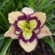 Spacecoast Sea Shells Daylily from Oakes Daylilies