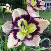 Spacecoast Sea Shells Daylily from Oakes Daylilies