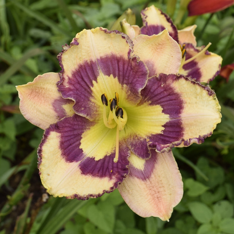 Spacecoast Sea Shells Daylily from Oakes Daylilies