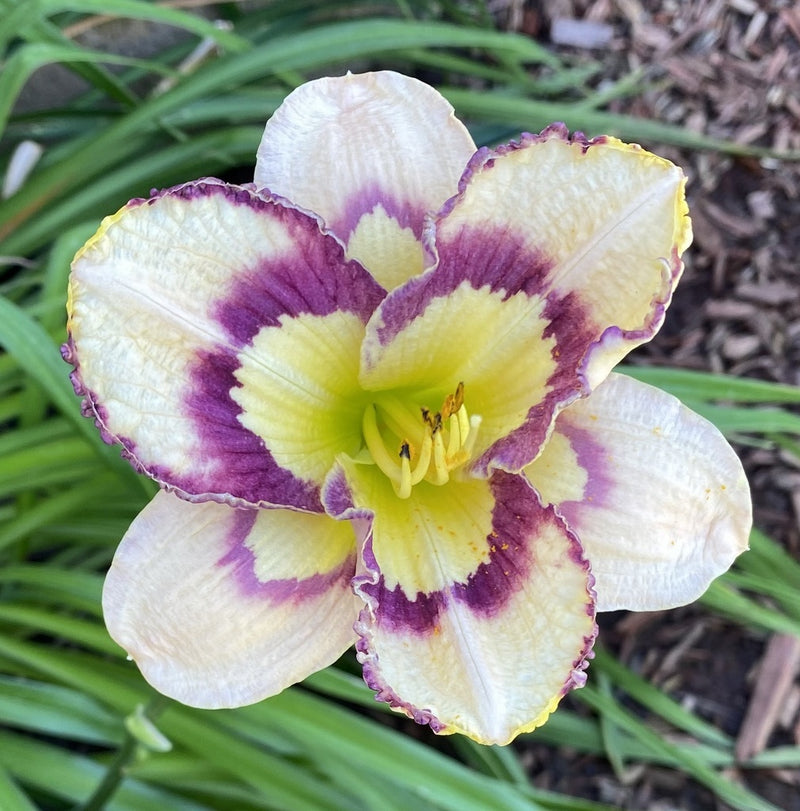 Spacecoast Sea Shells Daylily from Oakes Daylilies