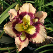 Spacecoast Sea Shells Daylily from Oakes Daylilies