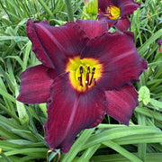 Spanish Harlem Daylily from Oakes Daylilies