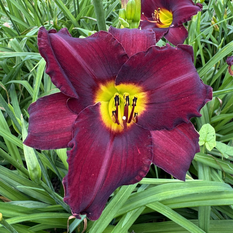 Spanish Harlem Daylily from Oakes Daylilies