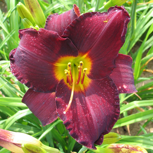 Spanish Harlem Daylily from Oakes Daylilies