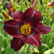 Spanish Harlem Daylily from Oakes Daylilies