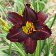Spanish Harlem Daylily from Oakes Daylilies
