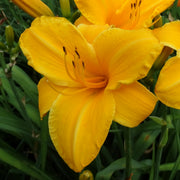 Sparkling Orange Daylily from Oakes Daylilies