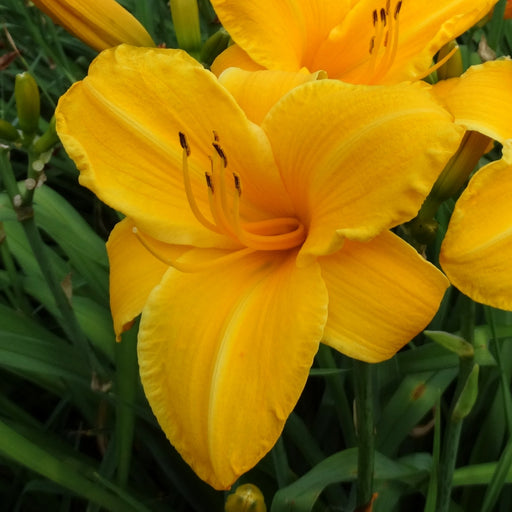 Sparkling Orange Daylily from Oakes Daylilies