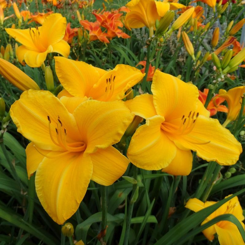 Sparkling Orange Daylily from Oakes Daylilies