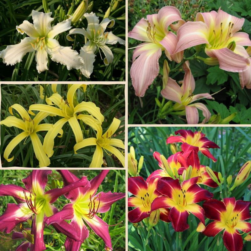 Spider Daylily Collection from Oakes Daylilies