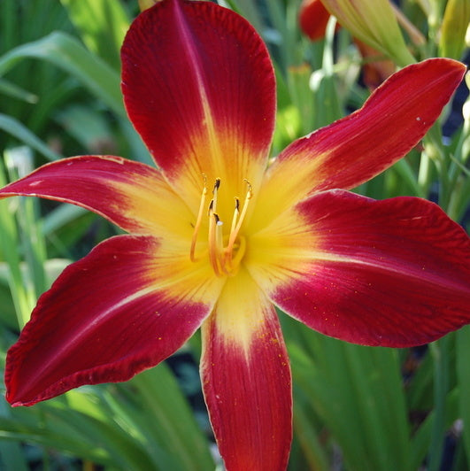 Spider Man Daylily from Oakes Daylilies