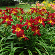Spider Man Daylily from Oakes Daylilies