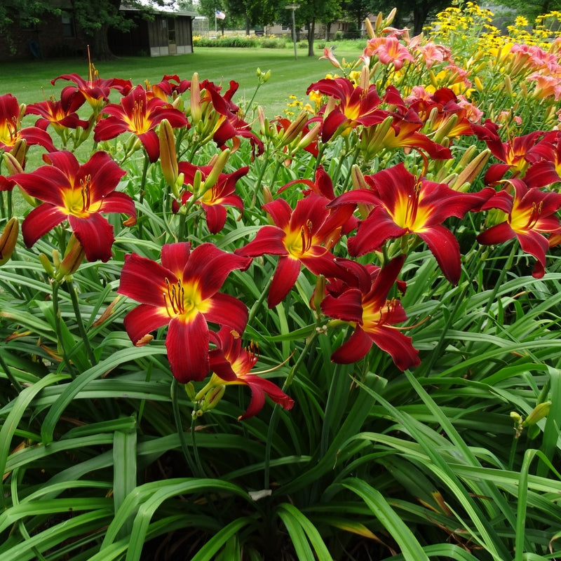 Spider Man Daylily from Oakes Daylilies