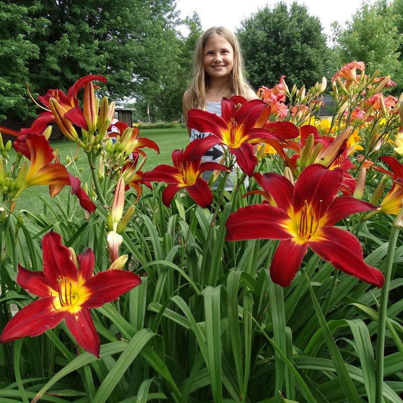 Spider Man Daylily from Oakes Daylilies