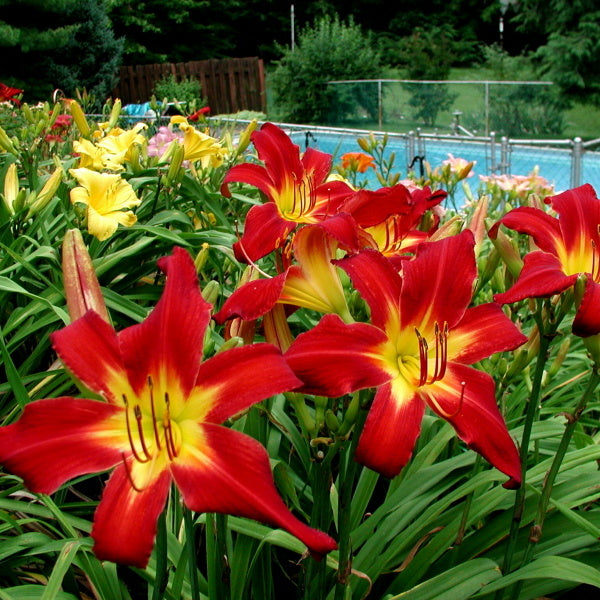 Spider Man Daylily from Oakes Daylilies