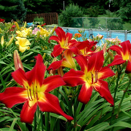 Spider Man Daylily from Oakes Daylilies