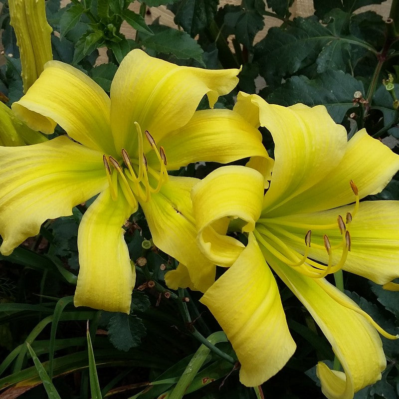 Spider Miracle Daylily from Oakes Daylilies