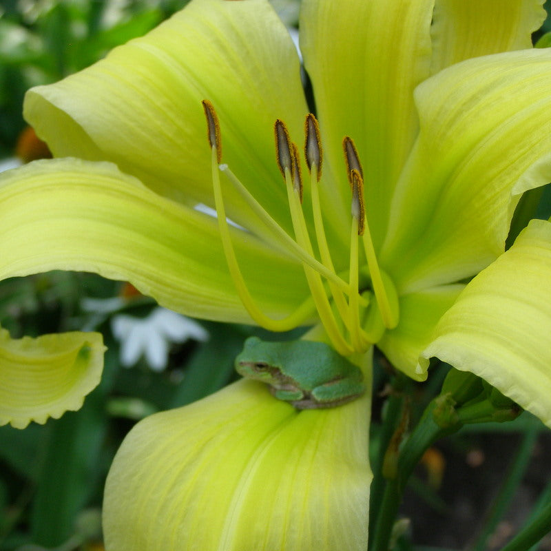 Spider Miracle Daylily from Oakes Daylilies
