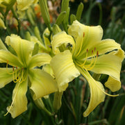 Spider Miracle Daylily from Oakes Daylilies