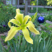 Spider Miracle Daylily from Oakes Daylilies