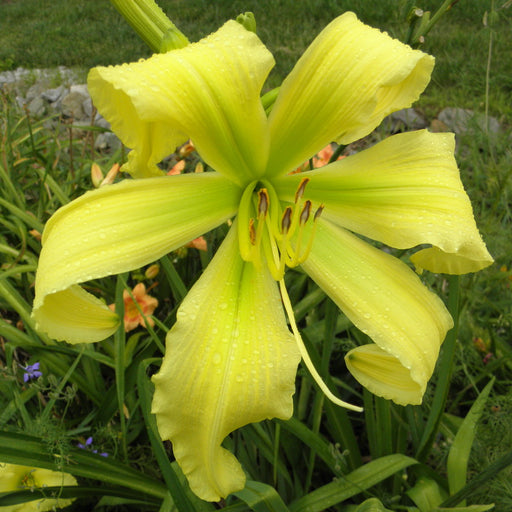 Spider Miracle Daylily from Oakes Daylilies