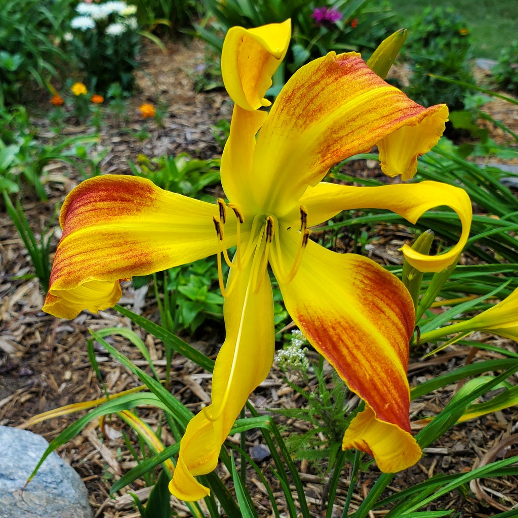 Spindazzle Daylily | Huge Unique Blooms | Oakes Daylilies