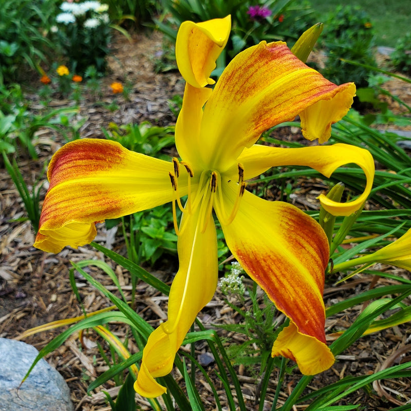 Spindazzle Daylily from Oakes Daylilies