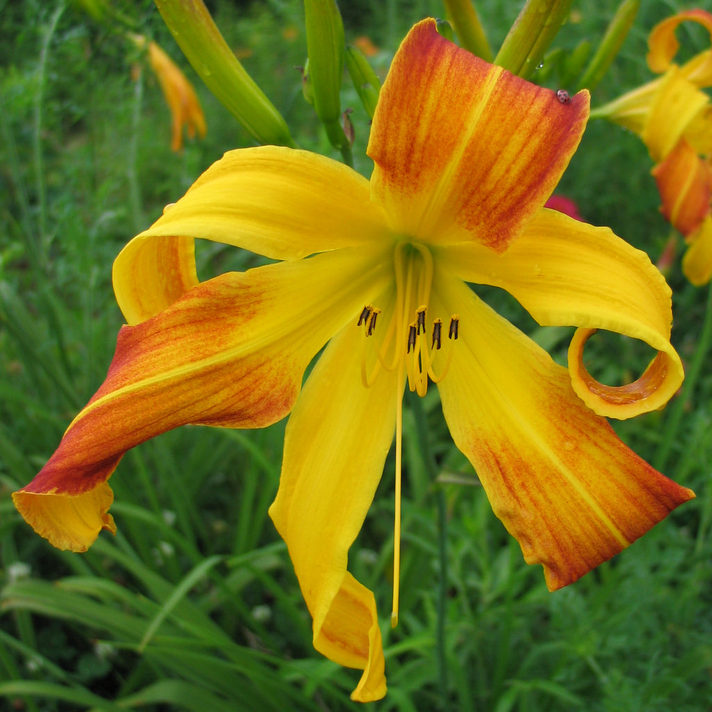 Spindazzle Daylily | Huge Unique Blooms | Oakes Daylilies