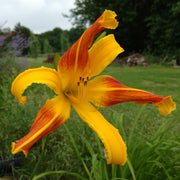 Spindazzle Daylily from Oakes Daylilies