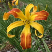 Spindazzle Daylily from Oakes Daylilies