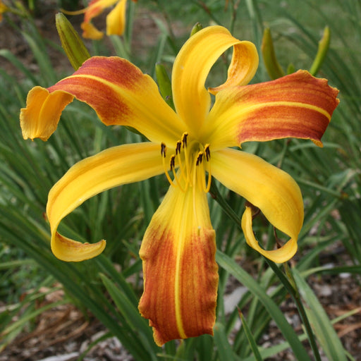 Spindazzle Daylily from Oakes Daylilies