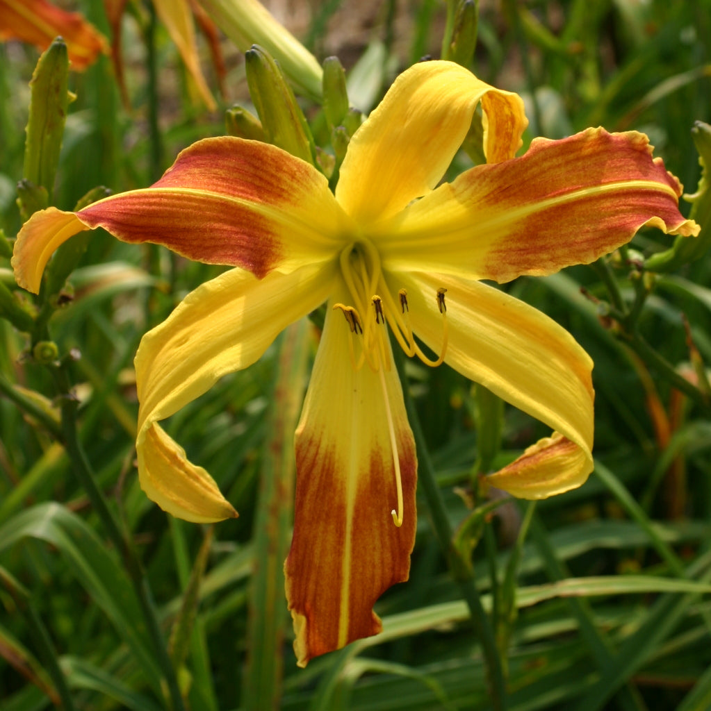 Spindazzle Daylily | Huge Unique Blooms | Oakes Daylilies