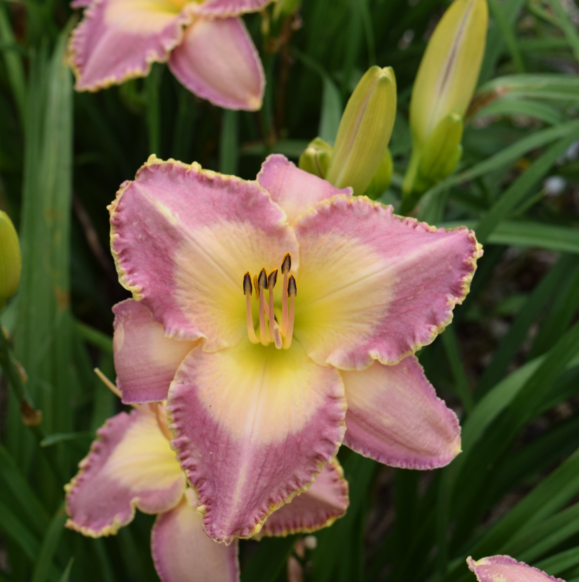 Spiritual Corridor Daylily | Big Bloomed Beauty |Oakes Daylilies