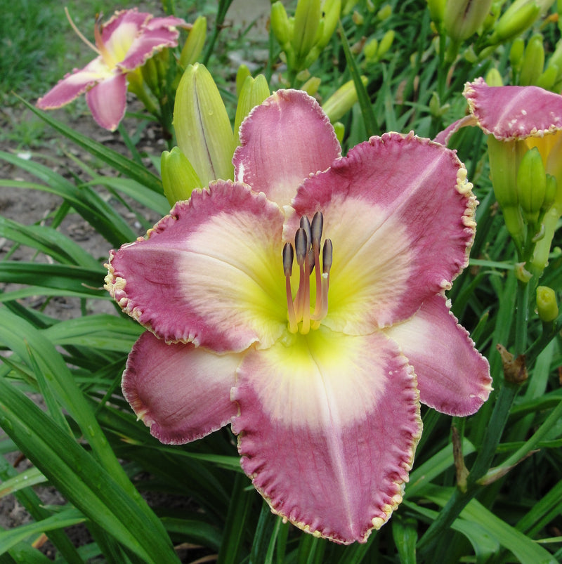 Spiritual Corridor Daylily from Oakes Daylilies