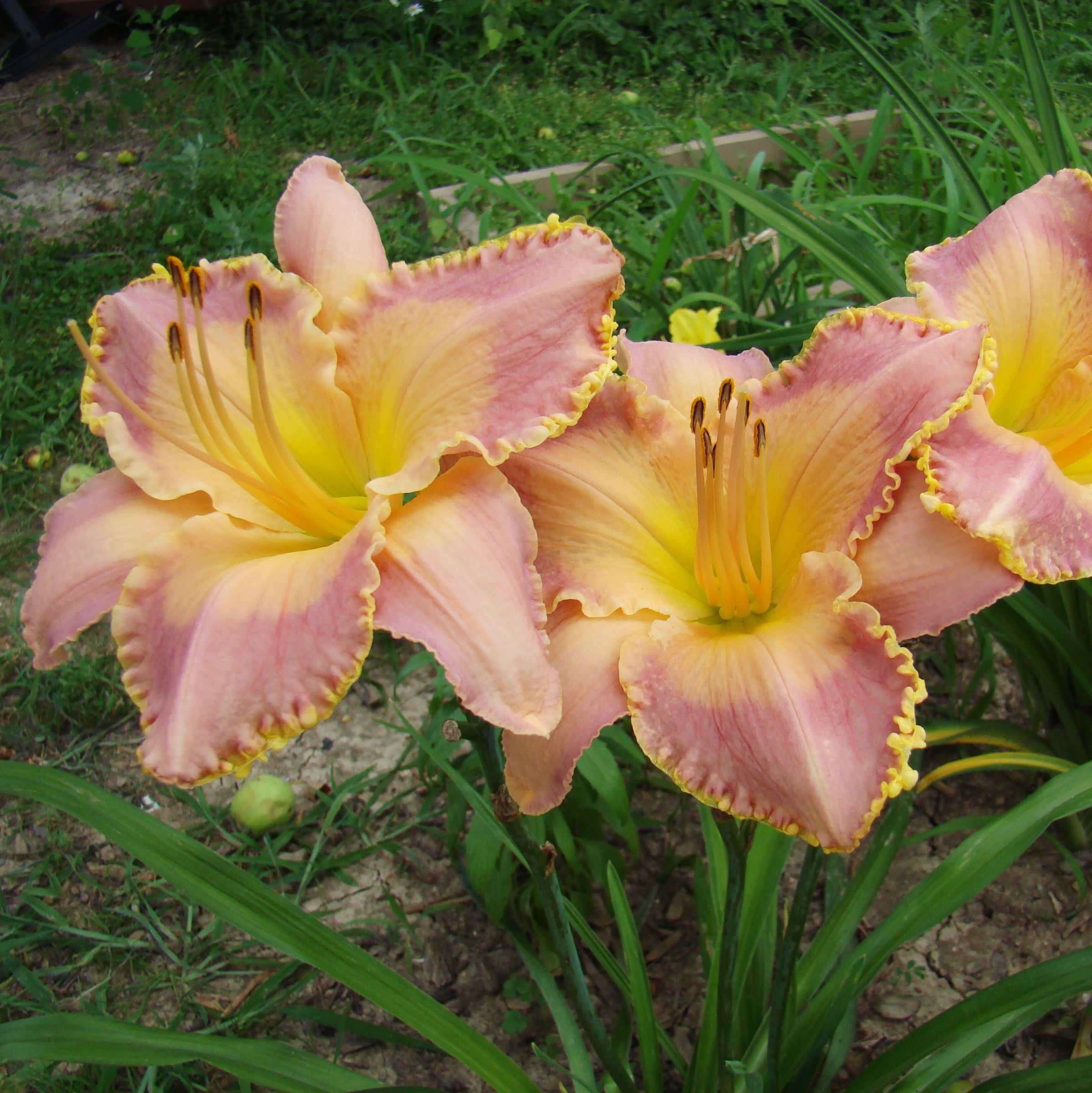 Spiritual Corridor Daylily | Big Bloomed Beauty |Oakes Daylilies