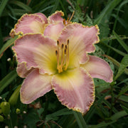 Spiritual Corridor Daylily from Oakes Daylilies