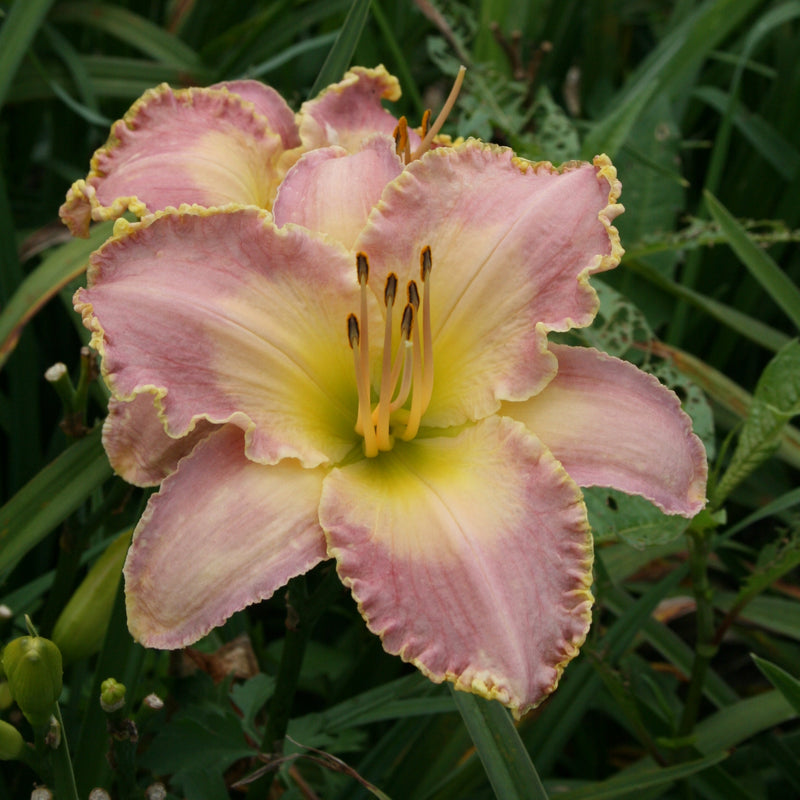 Spiritual Corridor Daylily from Oakes Daylilies
