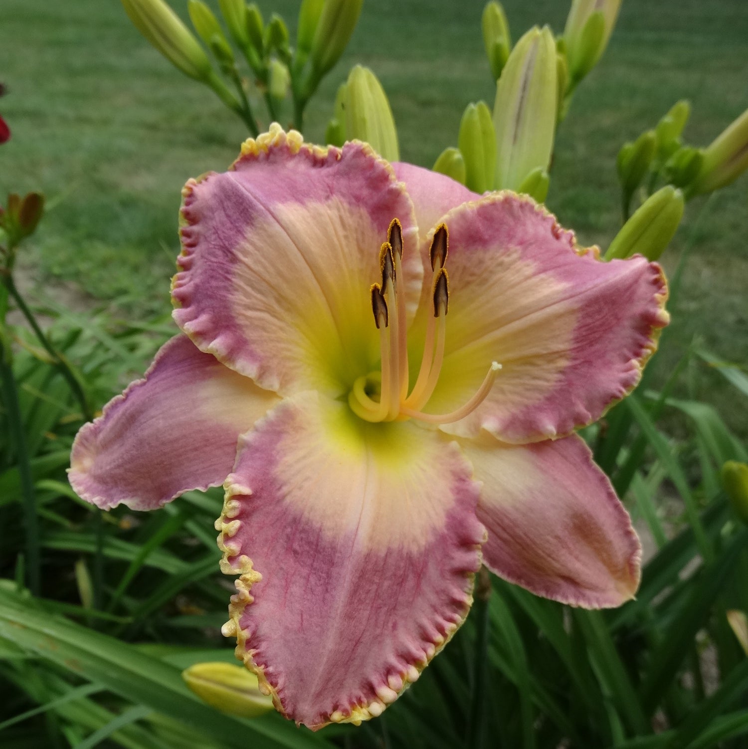 Spiritual Corridor Daylily from Oakes Daylilies