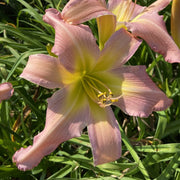 Split Infinitive Daylily from Oakes Daylilies