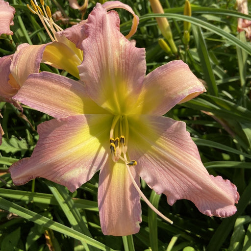 Split Infinitive Daylily from Oakes Daylilies