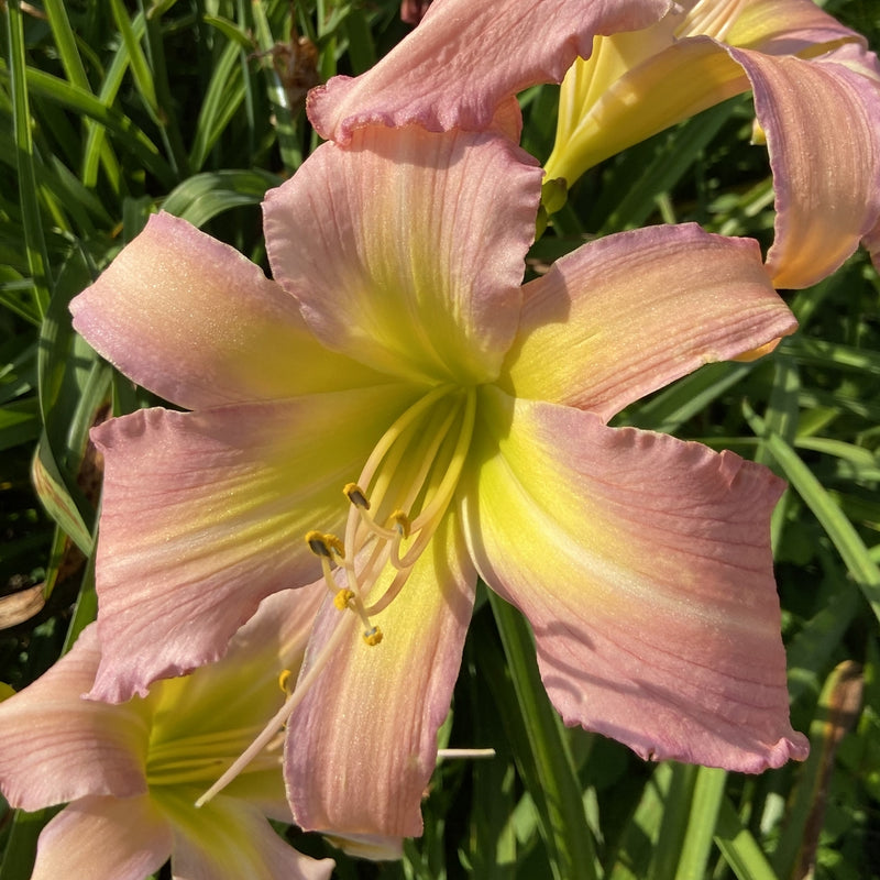 Split Infinitive Daylily from Oakes Daylilies
